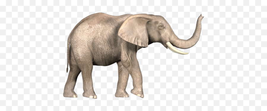 Elephant Png Clipart 8 - Photo 5408 Transparent Image Elephant Png,Elephant Clipart Transparent Background