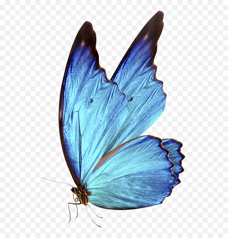Download 0 Bluebutterflyhouse - Blue Glowing Butterfly Png - free