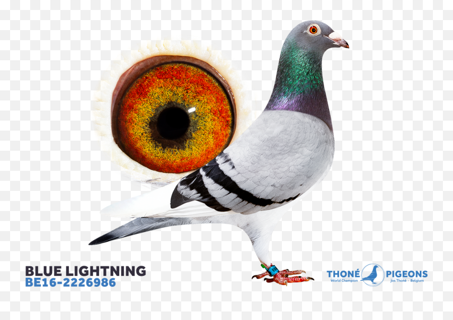 Blue Lightning - Be162226986 Thoné Pigeons Rock Dove Png,Blue Lightning Png