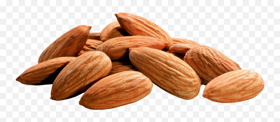 Black And White Stock Almonds Png Files - 5 Almonds Daily No Cancer,Almonds Png