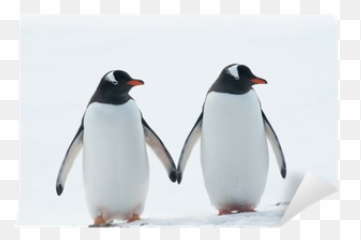 Wall Mural Two Penguins Gentoo - PIXERSUS Gay Penguins Sphen And Magic png
