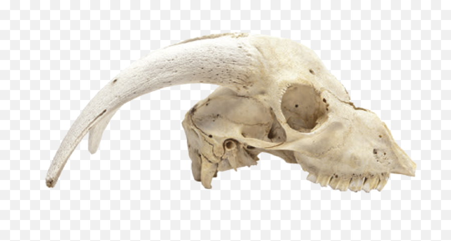 Download Hd Cabinet Of Curiosities - Dead Animal Skulls Animal Skull Png,Transparent Skulls