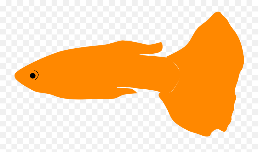 Fileguppy Orangesvg - Wikimedia Commons Aquarium Fish Png,Goldfish Icon