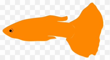 Fileguppy Orangesvg - Wikimedia Commons Aquarium Fish Png,Goldfish Icon
