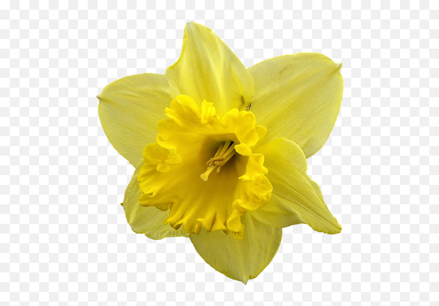 Free Photo Yellow Flower Blossom Narcissus Daffodil Bloom Png Daylily Green Icon