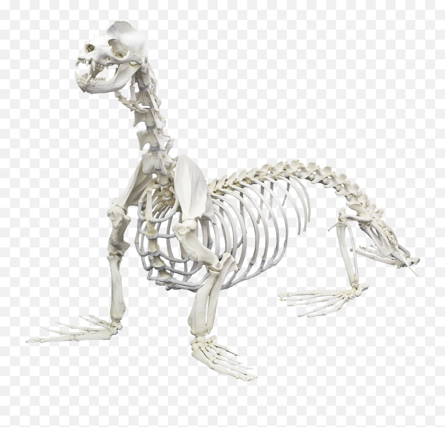 California Sea Lion - Sea Lion Skeleton Front Png,Skeletons Png