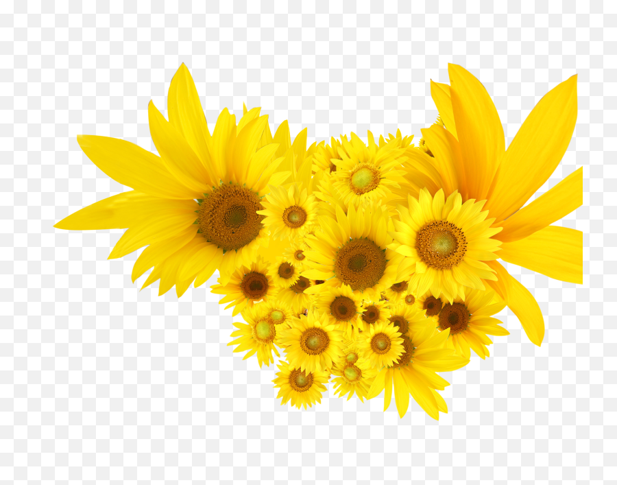 Download Sunflowers Common Sunflower Clip Art - Common Sunflowers Png Clipart,Sunflowers Transparent Background