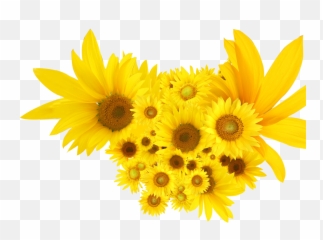 Download Sunflowers Common Sunflower Clip Art - Common Sunflowers Png Clipart,Sunflowers Transparent Background