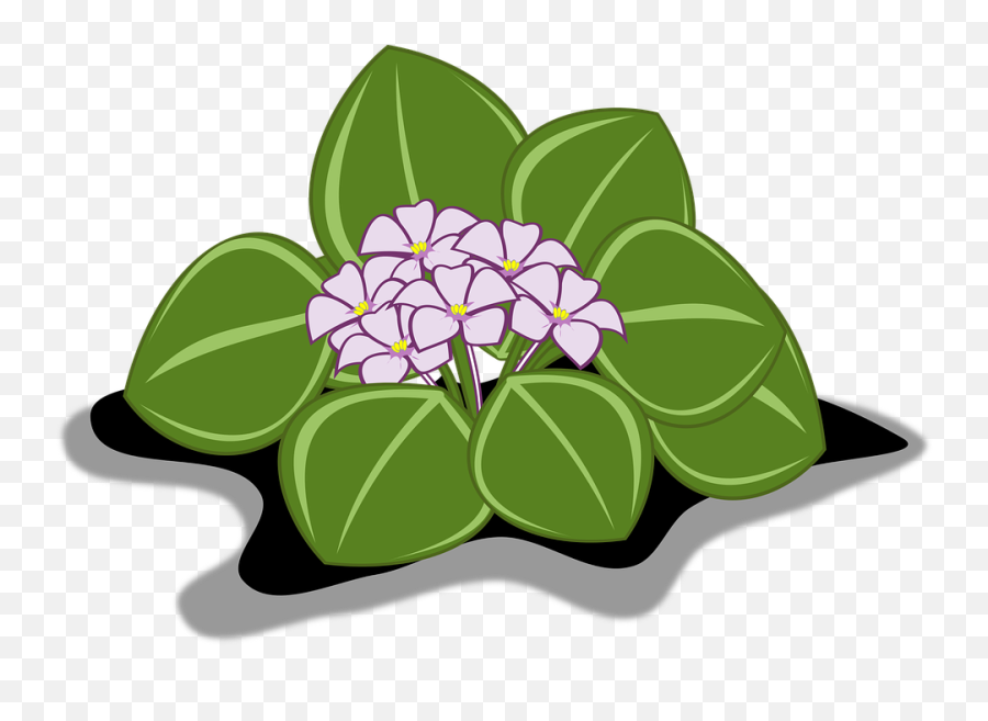 Clip Art - African Violets Png,Violets Png