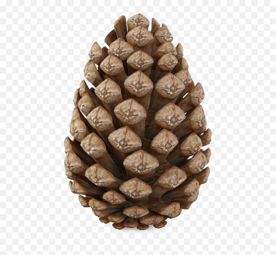 Pinecone Png Transparent - Pine Cone Free 3d Model,Pine Cone Png