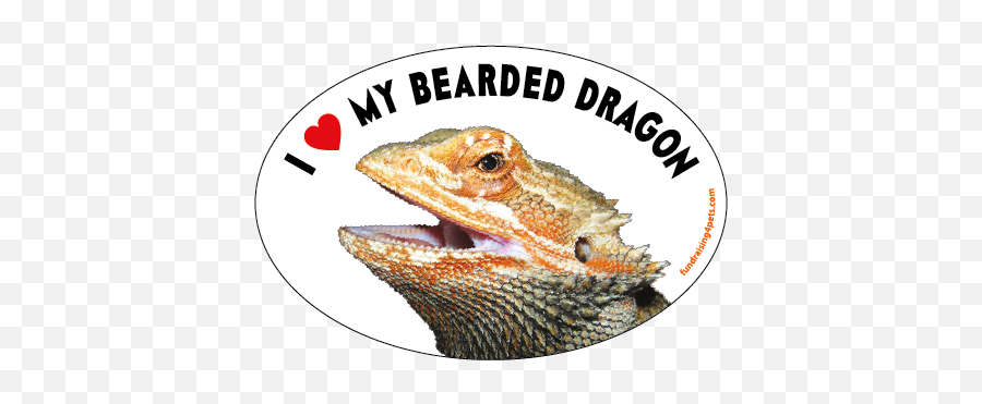 I Love My Bearded Dragon Oval Magnet New - Agama Png,Bearded Dragon Png