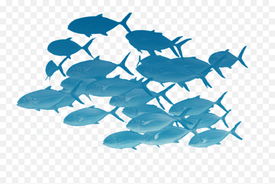 Download School Of Fishes Png - Schools Of Fish Transparent,School Of Fish Png