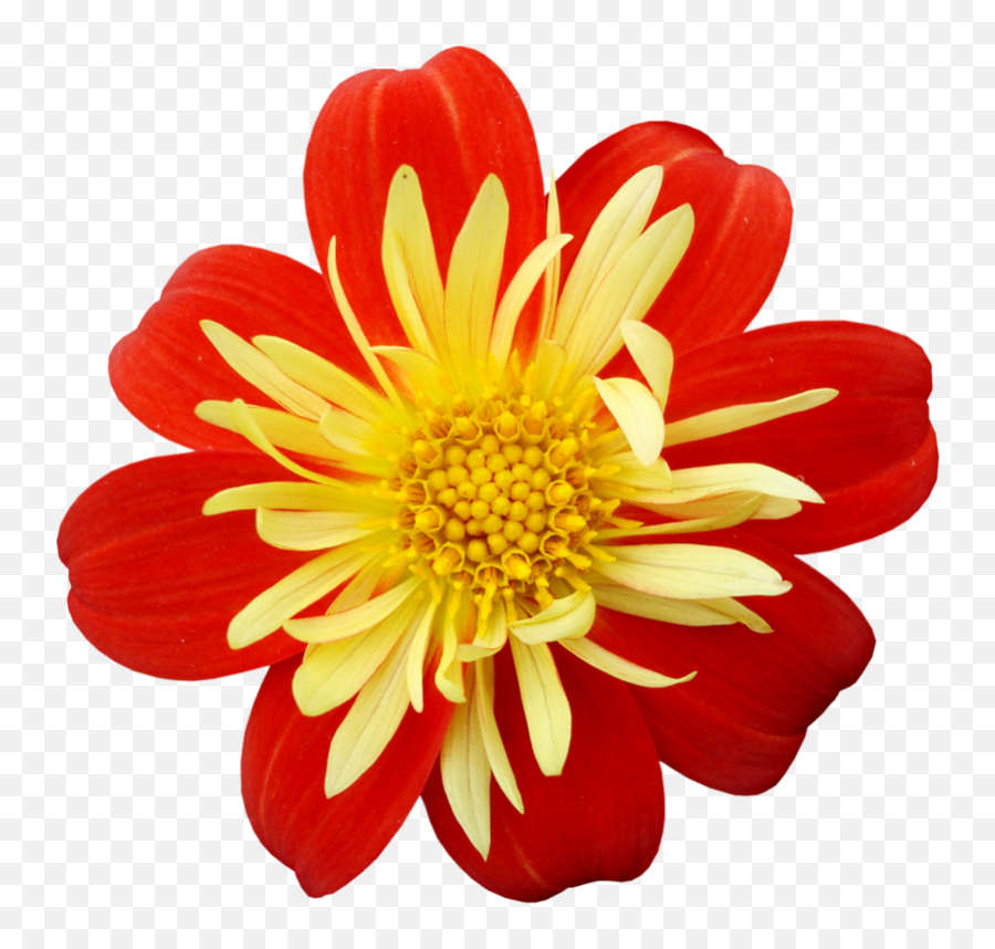 Yellow Red Flower Clip Art - Red Yellow Flower Png,Red Flower Transparent