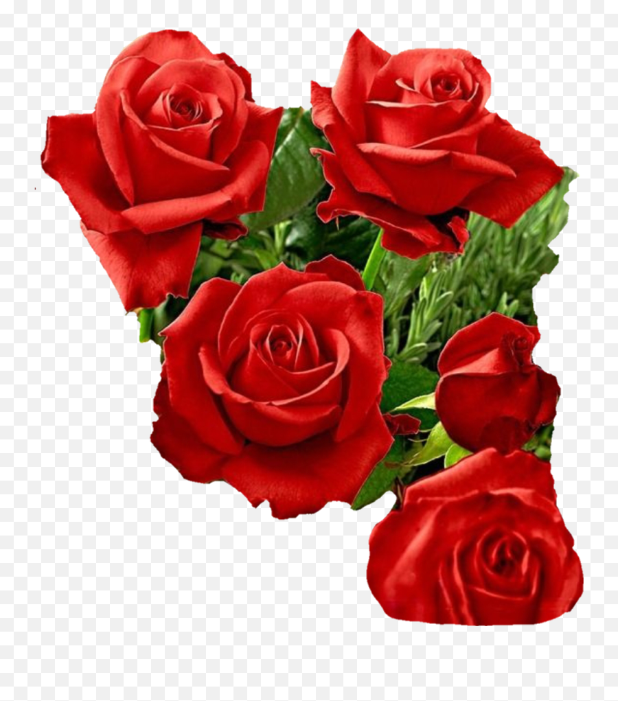 Flores Png Rosas