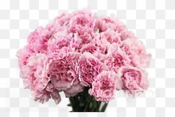 Carnation Flower Png Download - Carnation Flower Png,Carnation Png