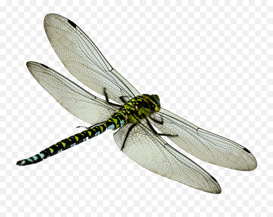 Download Dragonfly Png Image For Free - Dragonfly Png,Fly Transparent Background