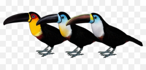 Download Hd Channel - Billed Toucan Zt2 Toucan Transparent Channel Billed Toucan Png,Toucan Png