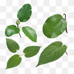 Green Leaves Png Image - Leaf
