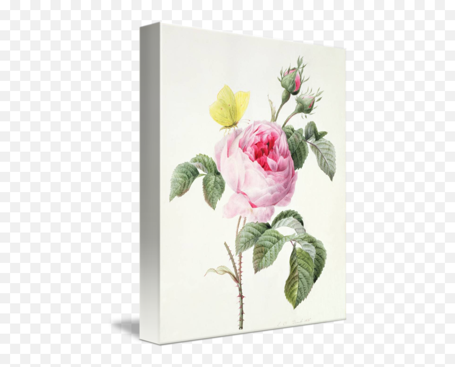 Pink Rose With Buds And A Brimstone Butterfly By The Fine Art Masters - Pink Rose With Buds And A Brimstone Butterfly Png,Pink Rose Transparent