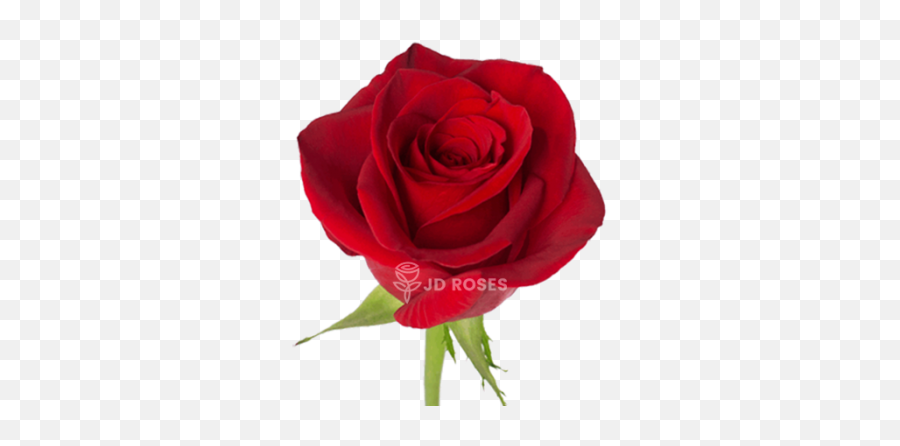 Rosas Sant Jordi Venta Al Por Mayor Y Menor - Jd Roses Lovely Png,Rosas Rojas Png