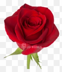 Rosas Sant Jordi Venta Al Por Mayor Y Menor - Jd Roses Lovely Png,Rosas Rojas Png