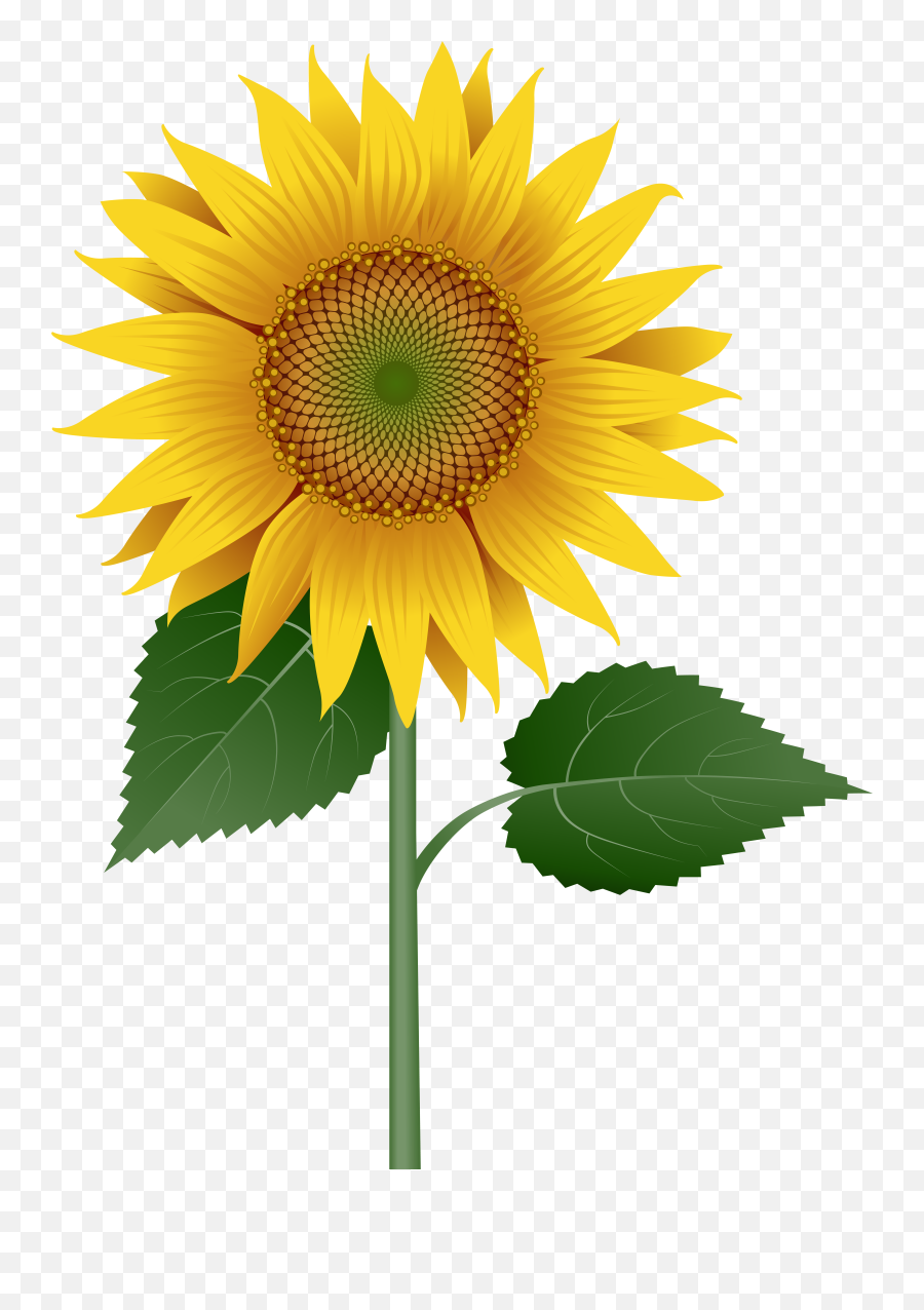 Sunflower Large Transparent Image - Transparent Sunflower With Stem Png,Transparent Sunflowers