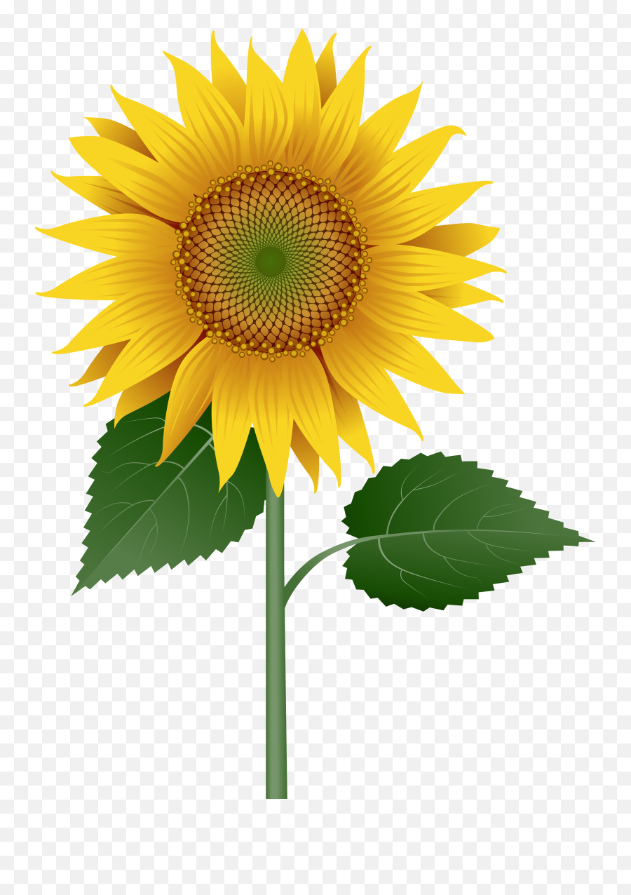 Free Free 108 Transparent Background Stem Sunflower Clipart SVG PNG EPS DXF File