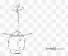 Avacado Object Fruit Plant Seed Nature Australia Ks2 Black - Language Png,Avacado Icon