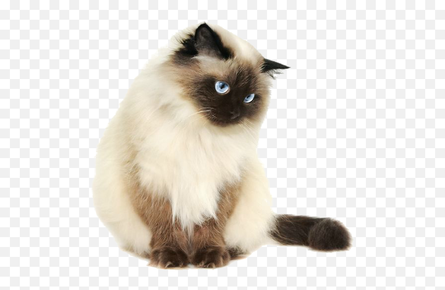 Tumblr Cat Png - Pretty Cats Png Siamese Cat Transparent Cat No Background Png,Cat With Transparent Background