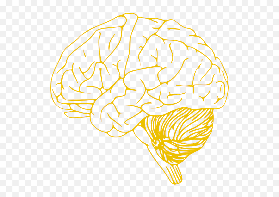 Download Hd Human Brain Icon - Left Hemisphere Of Brain Brain Vector Art Svg Png,Human Brain Png