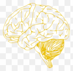 Download Hd Human Brain Icon - Left Hemisphere Of Vector Art Svg png