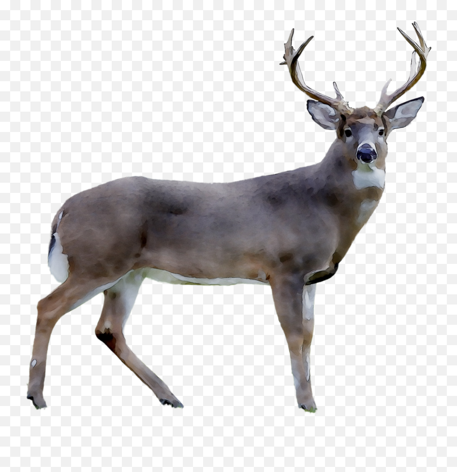 Download Photography Deer White - Tailed Royaltyfree Reindeer White Tailed Deer Png Transparent,Deer Antler Icon