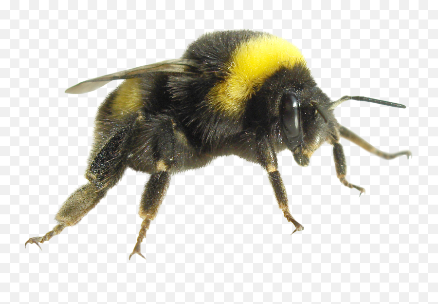 A - Z Of Flying Insects Environmental Pest Elimination Alpeco Bumble Bee Png,Bumblebee Png