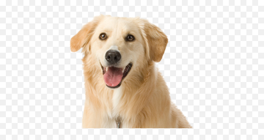 White Dog Face Png - Dog Stock Photo Png,Dog Face Png