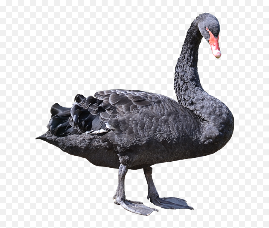 Black Swan Png 4 Image - Black Swan Bird Png,Swan Png