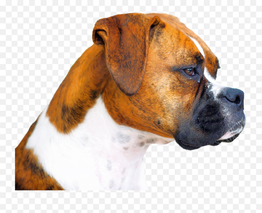 Download Free Boxer Dog Face Hq Image Icon Favicon Png