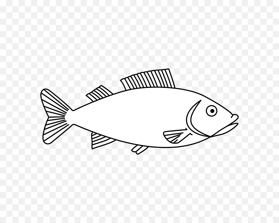 Easy Long Fish Drawings - Fish Clipart Black And White Png,Fish Outline Png  - free transparent png images 