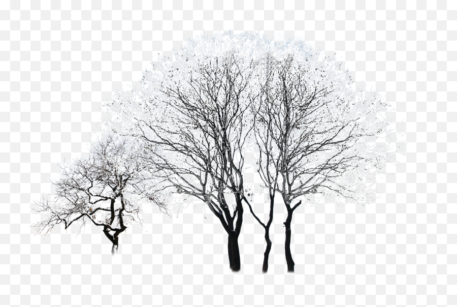 Snowy Trees Png Download - Winter Trees Png,Snow Trees Png
