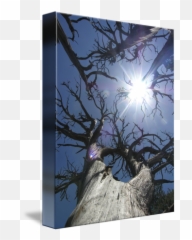 Old Tree And Sunshine By Gretchen Mominee - Sunlight png