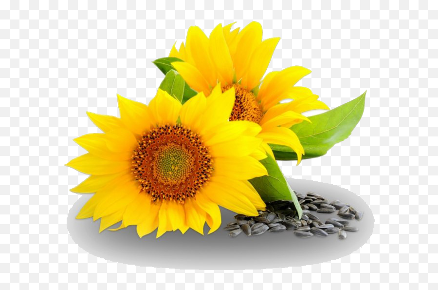Oil Png Images Transparent Background Play - Sunflower Oil Png,Sunflowers Transparent Background