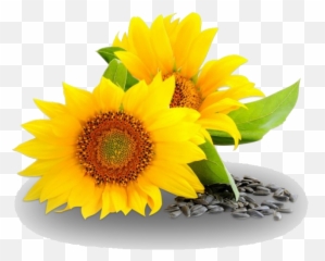 Oil Png Images Transparent Background Play - Sunflower Oil Png,Sunflowers Transparent Background