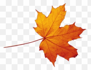 Transparent Autumn Leaves Falling Png - Leaf Background