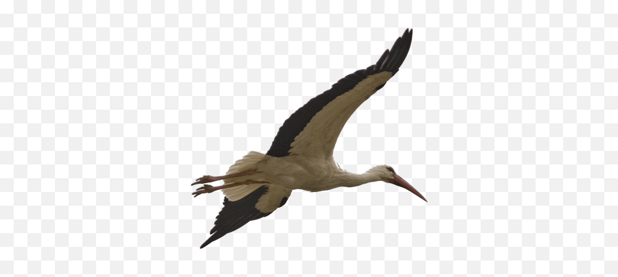 Stork Bird Transparent Image Free Png - Stork Bird Png,Stork Png