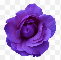 Blue Flower Clipart Head - Transparent Background png