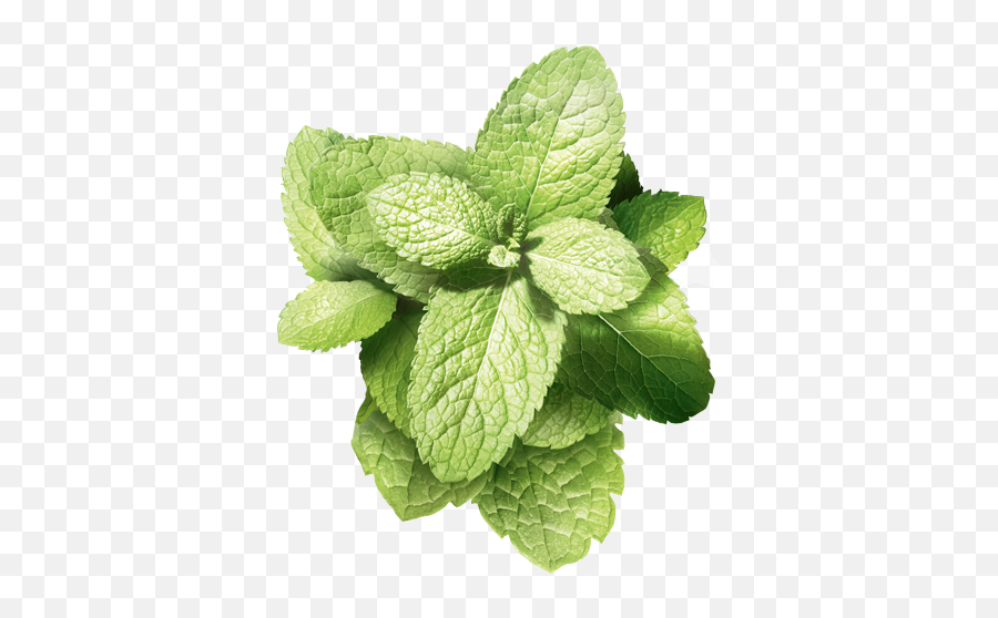 Mint Flavors Made From Natural - Verbena Png,Mint Transparent