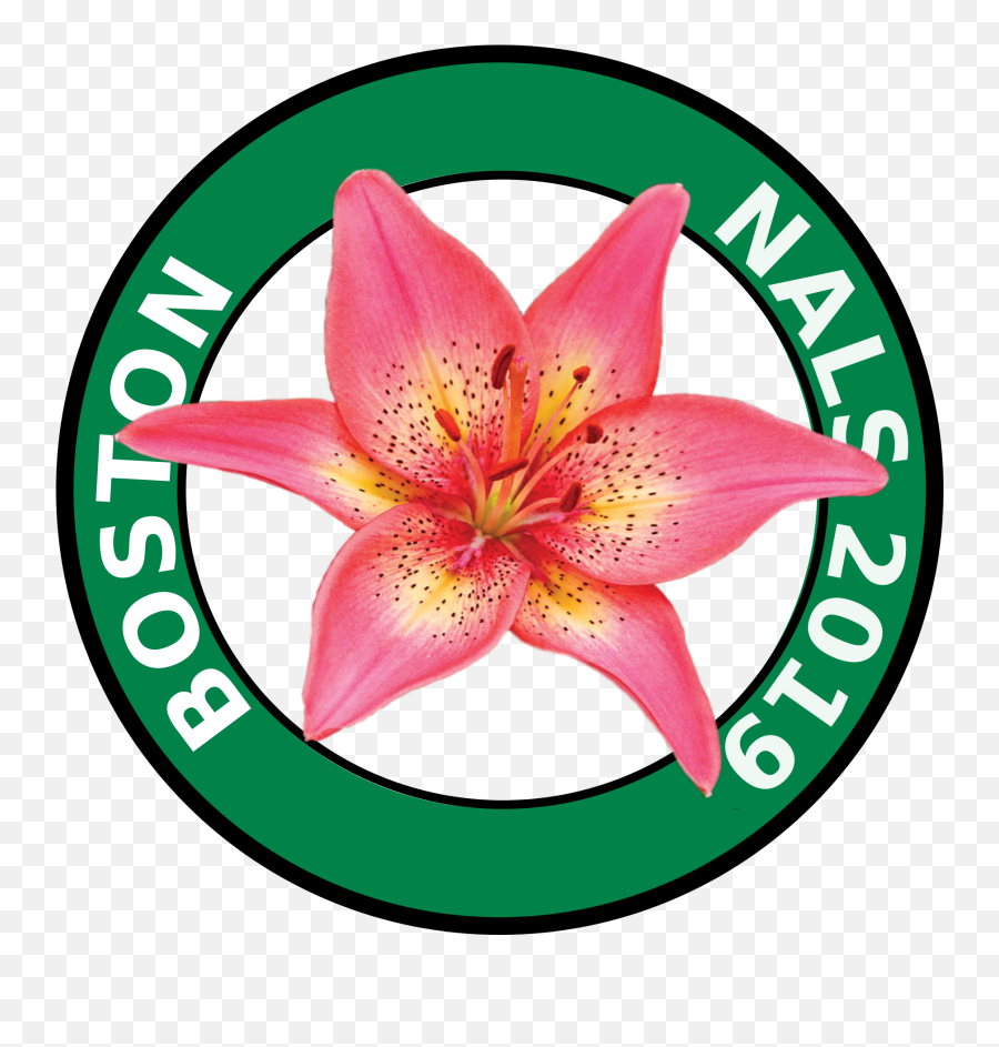 Convention Show North American Lily Society Nals 2019 - Stargazer Lily Png,Lily Transparent