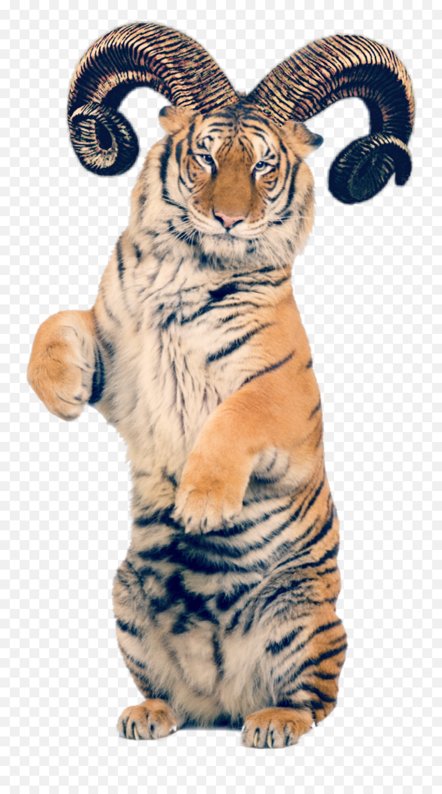 Freetoedit Tiger Sticker Horns Transparent Feline Quick - Tiger Parts Of The Body Png,Tiger Transparent