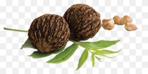 Black Walnut Png Free - Walnut,Walnut Png