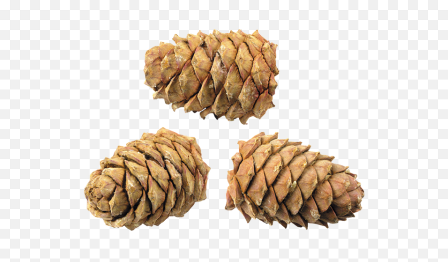Pine Cone Png - Transparent Png Pine Cone Png,Pine Cone Png