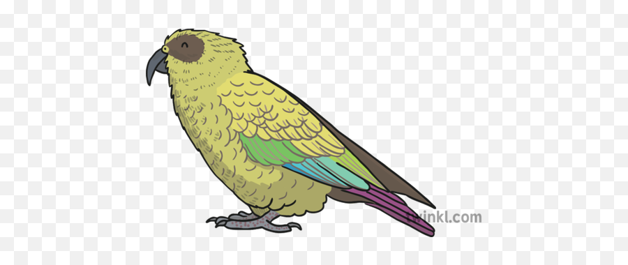 Kea Bird Illustration - Twinkl Budgie Png,Bird Transparent